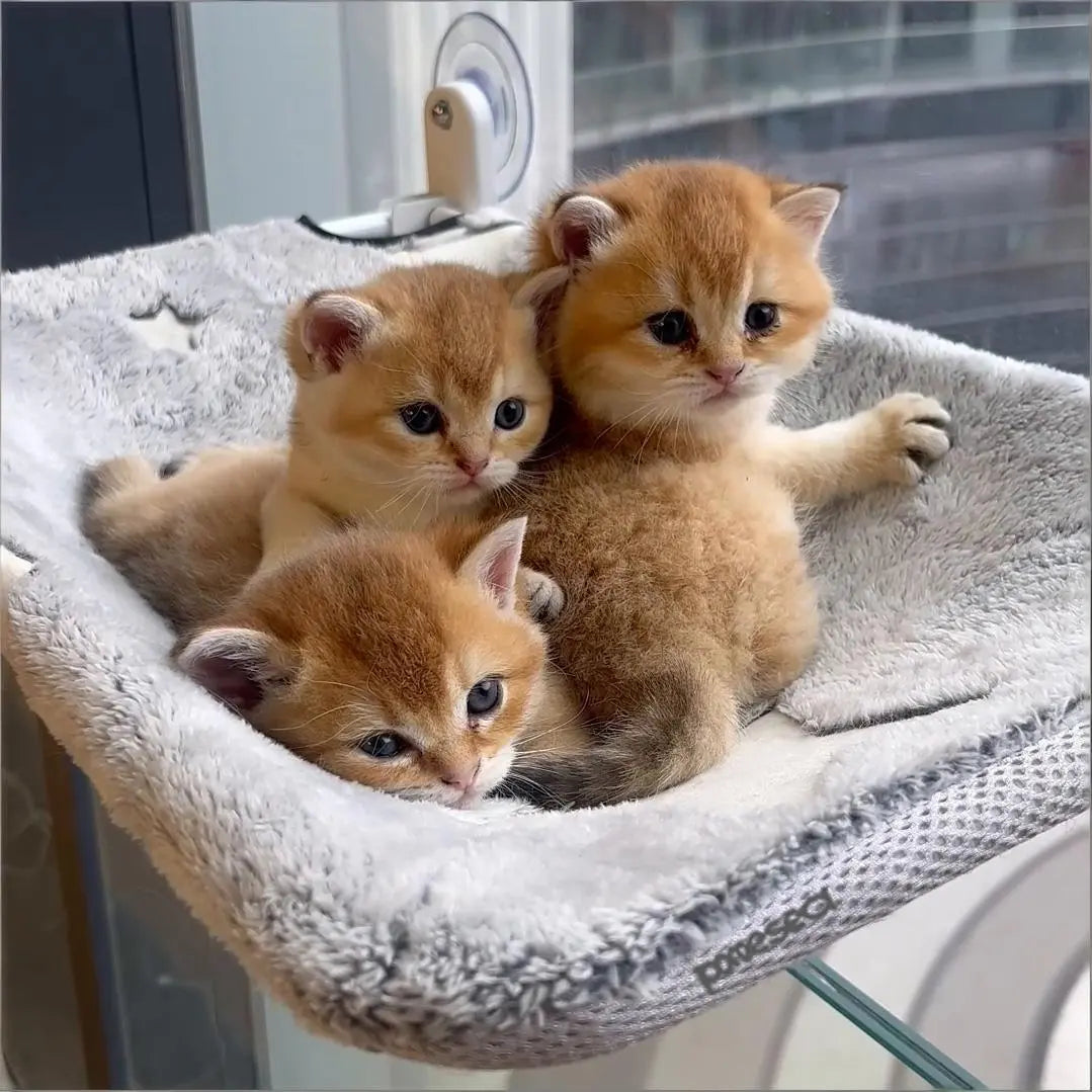 Folding Window Cat Hammock - Cordless, Machine Washable Bed with Durable Metal Frame and Strong Suction Cups, Ideal Perch for Cats and Small Dogs
